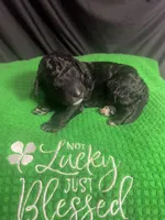 Pickles, a male Bernedoodle for sale in Apopka, FL – Photo 3 of 4