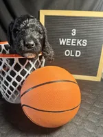 Pickles, a male Bernedoodle for sale in Apopka, FL – Photo 2 of 4