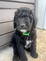Pickles, a male Bernedoodle for sale in Apopka, FL – 2 of 6