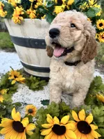 Oran, a male Bernedoodle for sale in Apopka, FL – 4 of 8