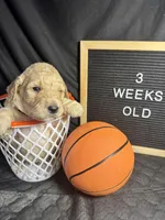 Oran, a male Bernedoodle for sale in Apopka, FL – Photo 4 of 4