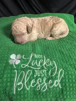 Oran, a male Bernedoodle for sale in Apopka, FL – Photo 3 of 4