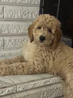 Oran, a male Bernedoodle for sale in Apopka, FL – 2 of 8