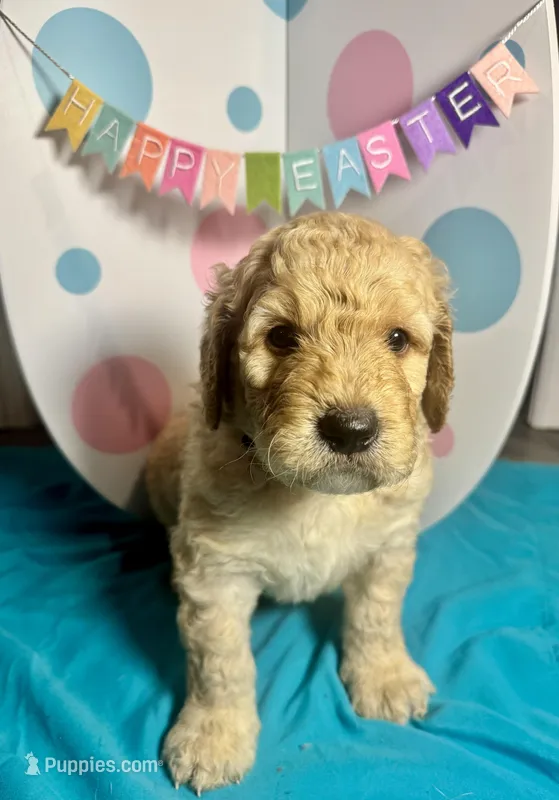 Oran – Bernedoodle puppy for sale in Apopka, FL