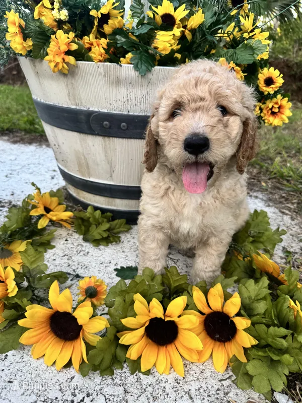 Oran – Bernedoodle puppy for sale in Apopka, FL