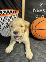 Oran, a male Bernedoodle for sale in Apopka, FL – Photo 2 of 4