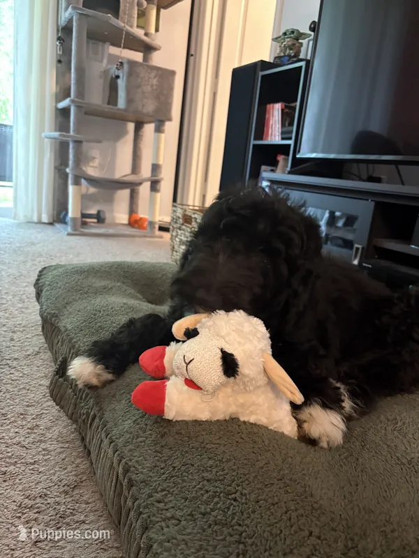 Fiona  – Bernedoodle puppy for sale in Apopka, FL