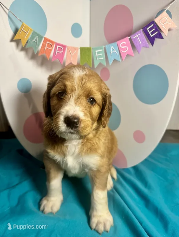 Ivy – Bernedoodle puppy for sale in Apopka, FL