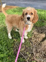 Ivy, a female Bernedoodle for sale in Apopka, FL – 2 of 9