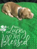 Ivy, a female Bernedoodle for sale in Apopka, FL – Photo 4 of 5