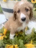 Ivy, a female Bernedoodle for sale in Apopka, FL – 6 of 9