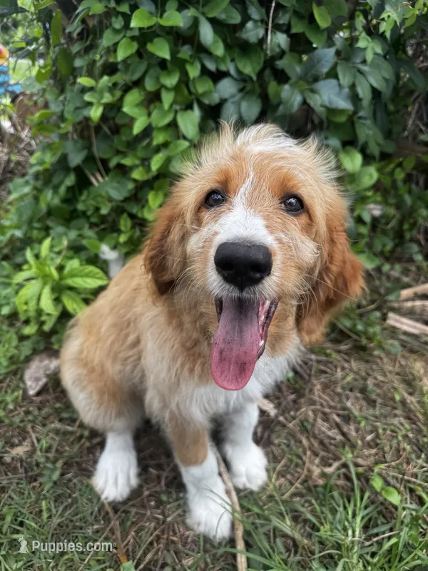 Ivy – Bernedoodle puppy for sale in Apopka, FL