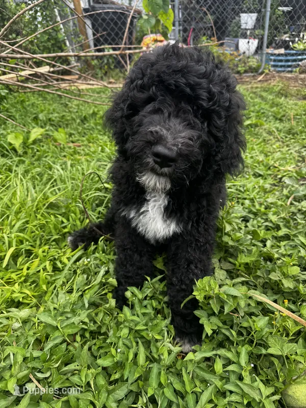 Shrek – Bernedoodle puppy for sale in Apopka, FL