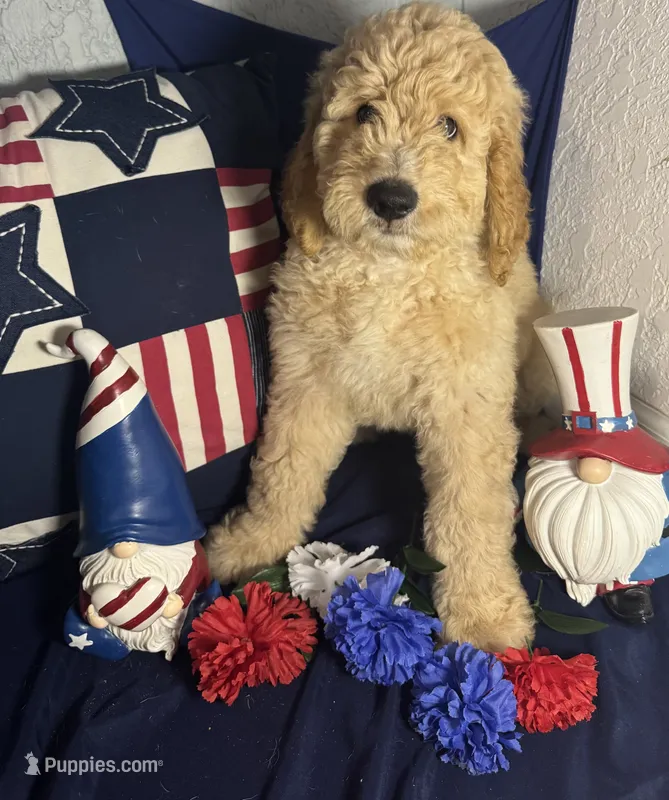 Oran – Bernedoodle puppy for sale in Apopka, FL