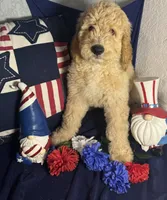 Oran, a male Bernedoodle for sale in Apopka, FL – 1 of 8