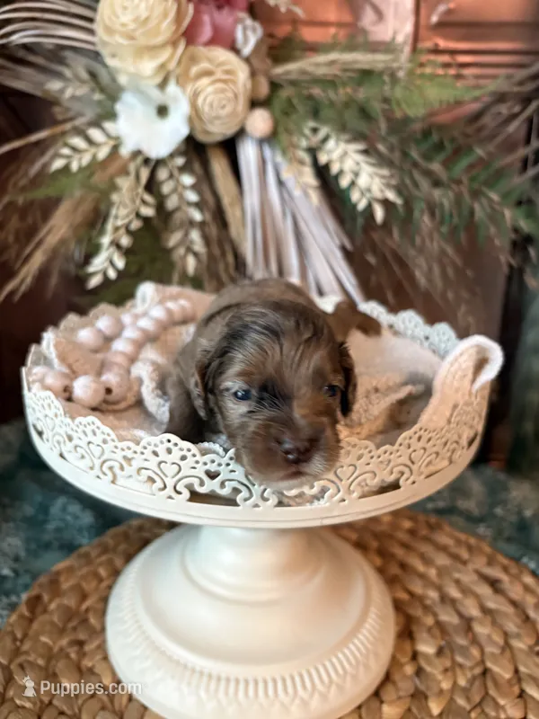 Rocky Road  – Cockapoo puppy for sale in Anderson, SC