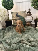 Pistachio , a male Cockapoo for sale in Anderson, SC – 3 of 3