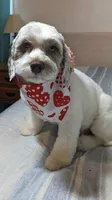 Tanzi , a female Cockapoo for sale in Anderson, SC – 2 of 3