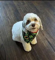 Tanzi , a female Cockapoo for sale in Anderson, SC – 3 of 3