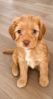 Carmel Blondie , a female Cockapoo for sale in Anderson, SC – 3 of 3