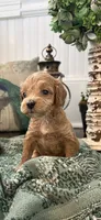 Pistachio , a male Cockapoo for sale in Anderson, SC – 2 of 3