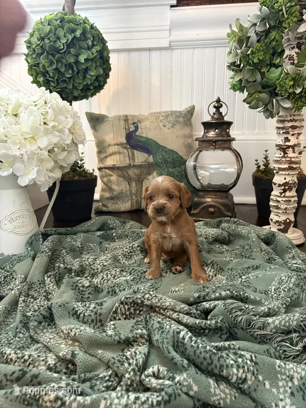 Spumoni – Cockapoo puppy for sale in Anderson, SC