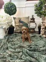 Spumoni, a male Cockapoo for sale in Anderson, SC – 1 of 1