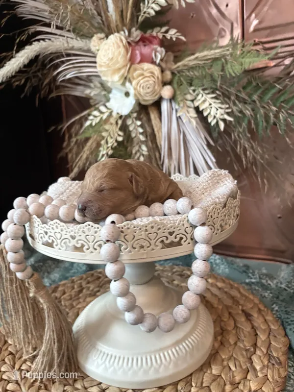 Carmel Ribbon Crunch  – Miniature Goldendoodle puppy for sale in Anderson, SC