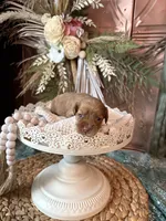 Carmel Blondie , a female Cockapoo for sale in Anderson, SC – 2 of 2