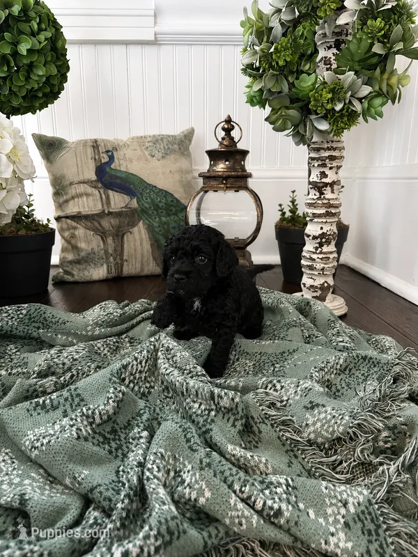 Chunky Monkey – Cockapoo puppy for sale in Anderson, SC