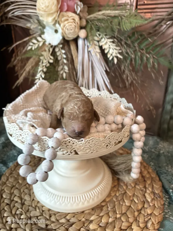 Americano  – Miniature Goldendoodle puppy for sale in Anderson, SC
