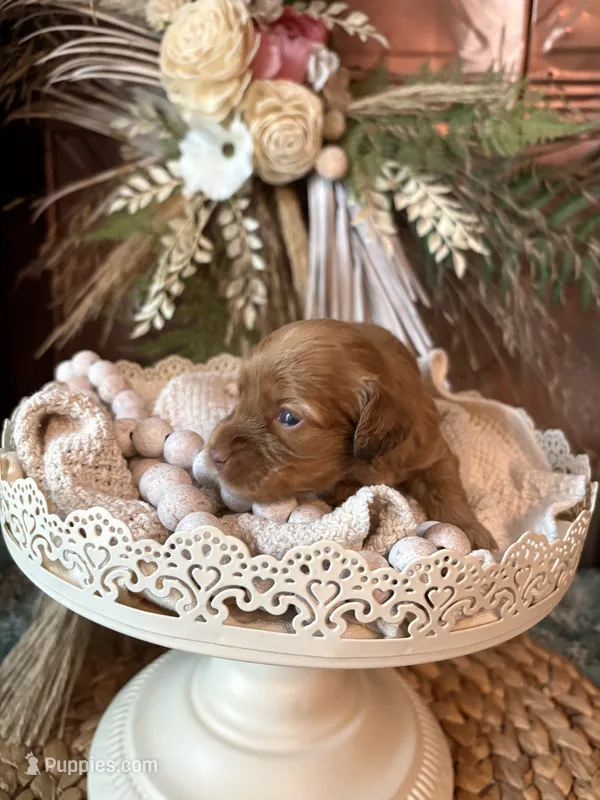Carmel Blondie  – Cockapoo puppy for sale in Anderson, SC
