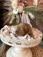 Carmel Blondie , a female Cockapoo for sale in Anderson, SC – 1 of 2