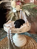 Oreo , a male Cockapoo for sale in Anderson, SC – 2 of 2
