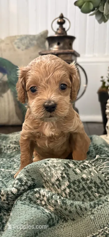 Pistachio  – Cockapoo puppy for sale in Anderson, SC