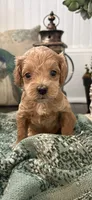 Pistachio , a male Cockapoo for sale in Anderson, SC – 1 of 3
