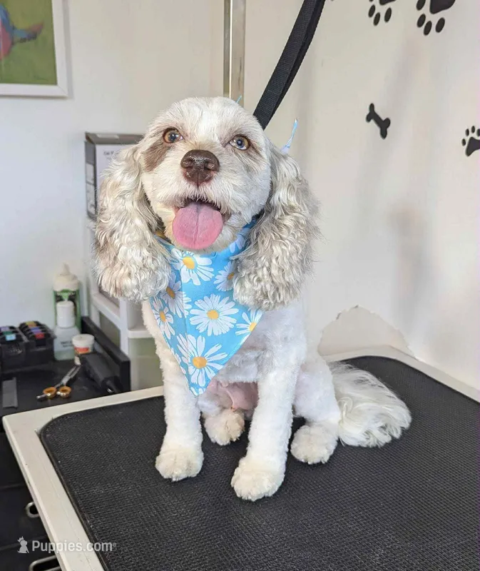 Tanzi  – Cockapoo puppy for sale in Anderson, SC