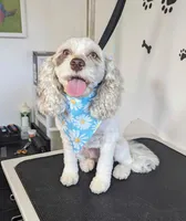 Tanzi , a female Cockapoo for sale in Anderson, SC – 1 of 3