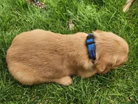 Ernie, a male Golden Retriever for sale in Ione, OR – 3 of 5