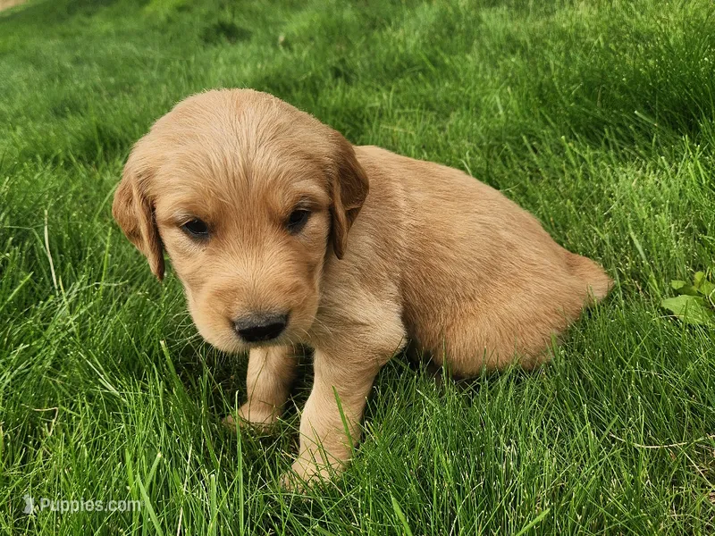 Sheriff – Golden Retriever puppy for sale in Ione, OR