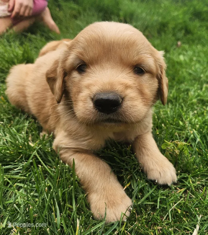 Cowboy – Golden Retriever puppy for sale in Ione, OR