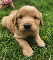 Cowboy, a male Golden Retriever for sale in Ione, OR – 1 of 5
