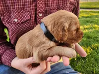 Rumpus, a male Golden Retriever for sale in Ione, OR – 2 of 5