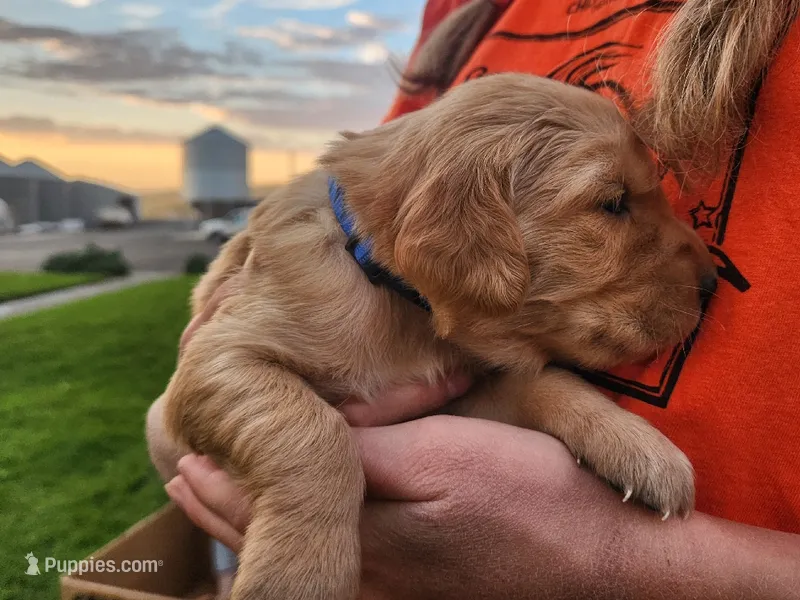 Rainbow – Golden Retriever puppy for sale in Ione, OR