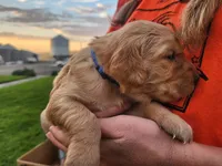 Rainbow, a female Golden Retriever for sale in Ione, OR – 1 of 5