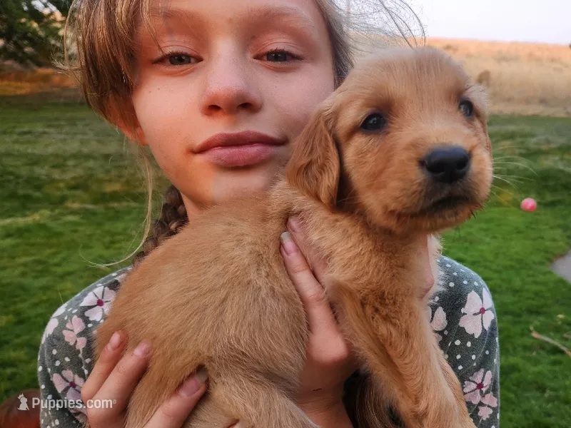 Edmund – Golden Retriever puppy for sale in Ione, OR