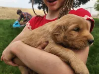 Pickles, a male Golden Retriever for sale in Ione, OR – 3 of 7