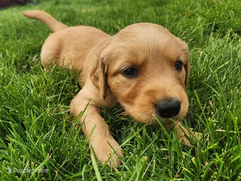 Sparrow – Golden Retriever puppy for sale in Ione, OR