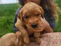Ernie, a male Golden Retriever for sale in Ione, OR – 2 of 5