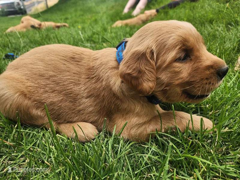 Ernie – Golden Retriever puppy for sale in Ione, OR